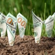 $100 bills planted in the ground. Photo by Aliaksandr Marko/stock.adobe.com